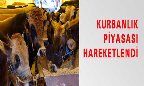 KURBANLIK PİYAYASASI HAREKETLENDİ