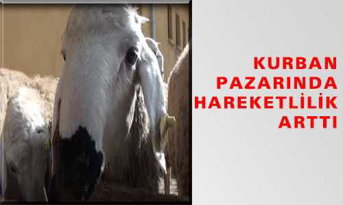 KURBAN PAZARINDA HAREKETLİLİK ARTTI