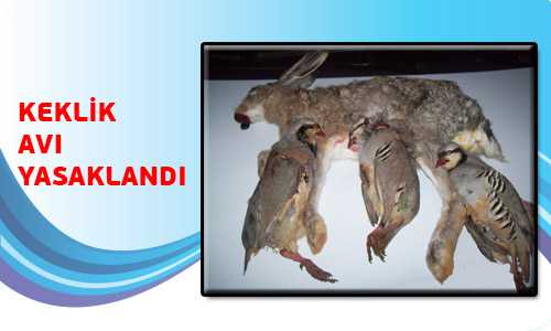 2013-2014 AV SEZONUNDA KEKELİK AVI YASAKLANDI