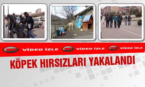 ŞAMPİYON BABANIN OÐLU KÖPEK