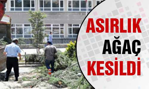 İL TARIM MÜDÜRLÜÐÜ ÖNÜNDE BULUNAN ASIRLIK AÐAÇ KESİLDİ