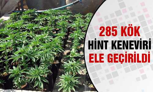 YOZGAT’TA 285 KÖK HİNT KENEVİRİ ELE GEÇİRİLDİ