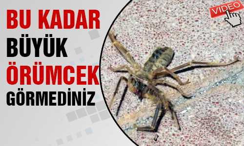 ET YİYEN DEV ÖRÜMCEK 