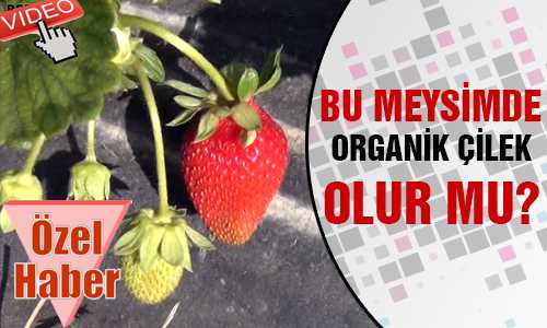 AÐUSTOS’TA ORGANİK ÇİLEK YETİŞTİRİYORLAR