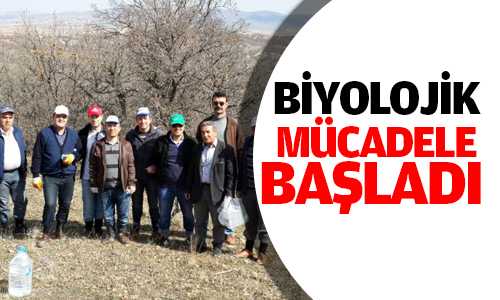 Süneyle Mücadele Başladı
