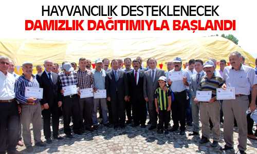 5 Aileye Damızlık Düve Kura İle Dağıtımı Yapıldı