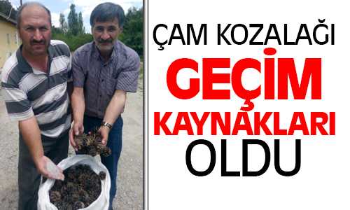 Akdağmadeni’nde Çam Kozalakları Ek Gelir Kapısı Oldu