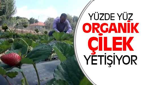Yediveren Çileği Çiftçinin Yeni Umudu Oldu