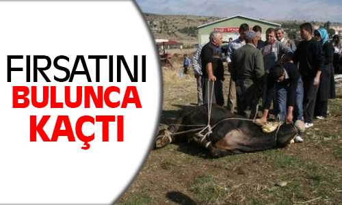 Kurbanlık Boğa Fırsatı Bulunca Kaçtı