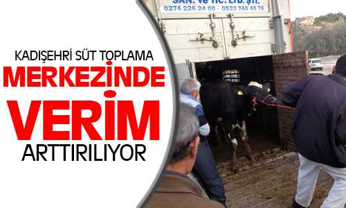 Kadışehri’nde Süt Verimini Artırmak İçin 42 Adet Holstein Cinsi Düve Yetiştiricilere Teslim Edildi
