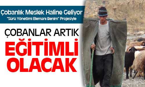 Çobanlık Meslek Haline Geliyor