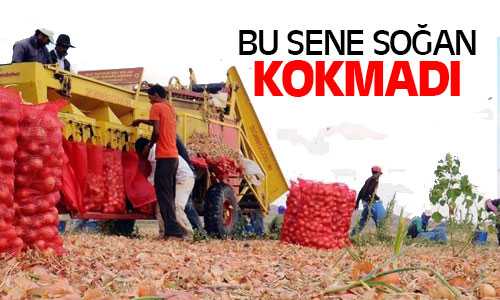 Soğan Çiftçinin Yüzünü Güldürdü