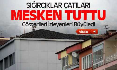 Sığırcık Kuşlarının Gösterileri Büyüledi