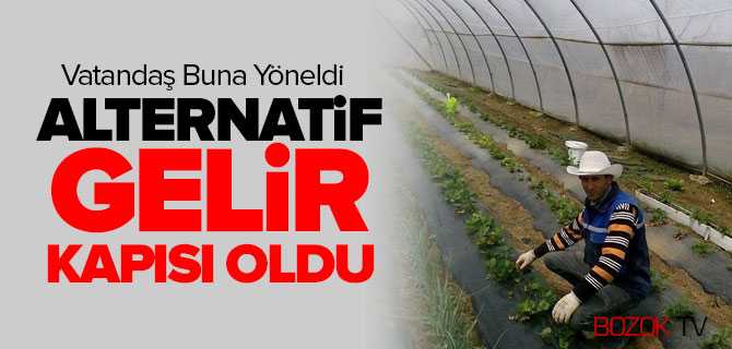 Çilek Alternatif Gelir Kapısı Oldu