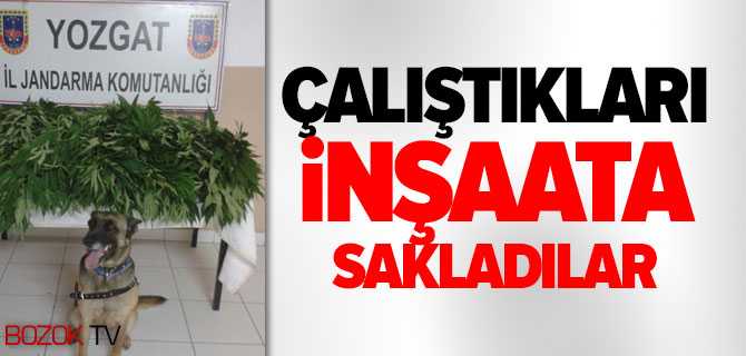 Jandarma 87 Kök Kenevir Ele Geçirdi