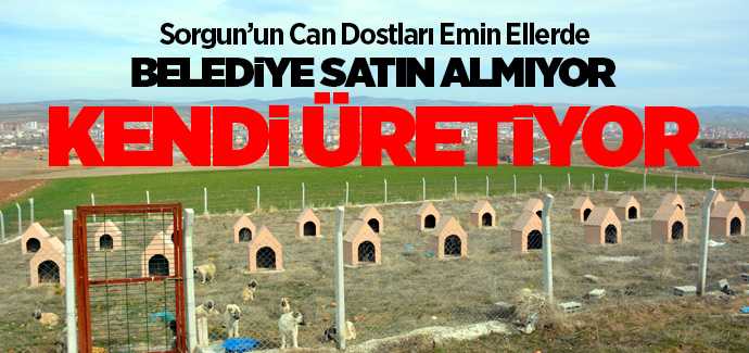 Sorgun Belediyesi sokak hayvanlarına sahip çıkıyor