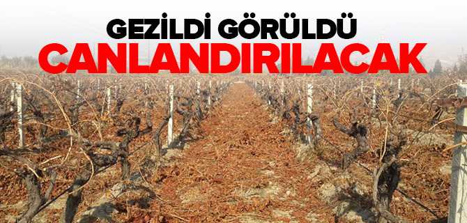 Şefaatli Karanlık Dere Canlanacak