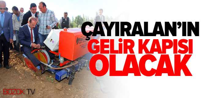 Lavanta Çayıralan'ın Gelir Kapısı Olacak
