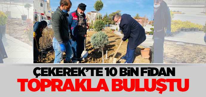 Çekerek'te on bin fidan toprakla buluştu