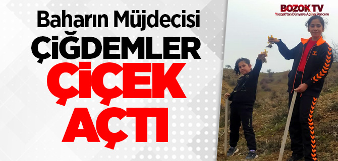 Baharın müjdecisi çiğdemler çiçek açtı