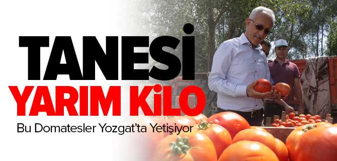Tanesi Yarım Kilo