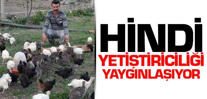 Yozgat'ta Hindi Yetiştiriciliği Yaygınlaşıyor