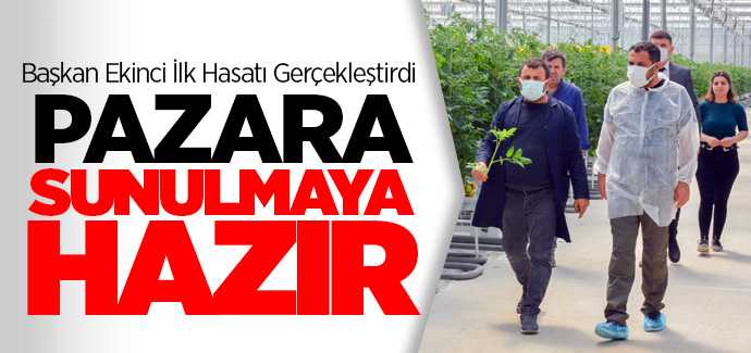 Sorgun'da ilk hasat gerçekleşti