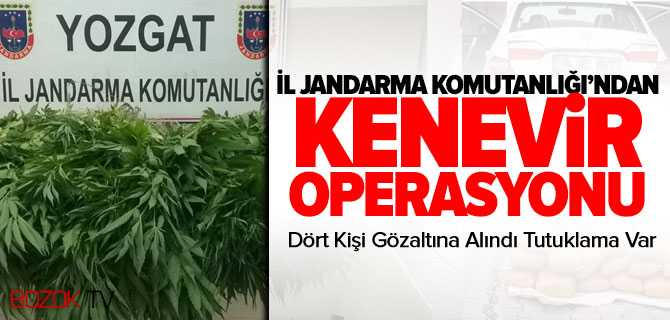 Jandarma'dan Kenevir Operasyonu 1 Kişi Tutuklandı