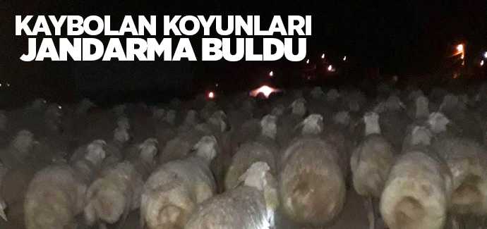 Yerköy'de kaybolan koyunları jandarma buldu