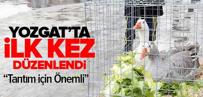 Yozgat'ta İlk Kez Kaz Etkinliği Düzenlendi