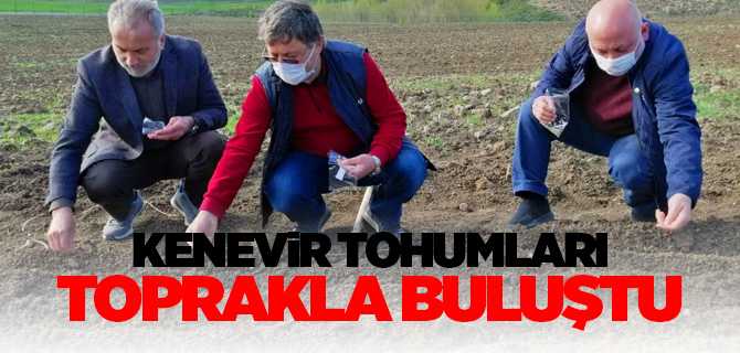 Endüstriyel Kenevir tohumları toprakla buluştu