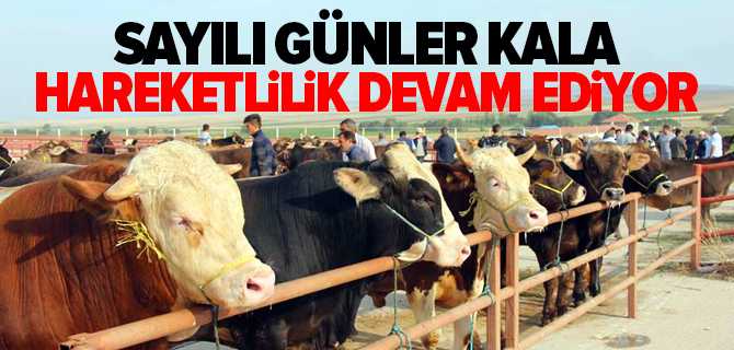 Sarıkaya Canlı Hayvan Pazarında Kurban Hareketliliği