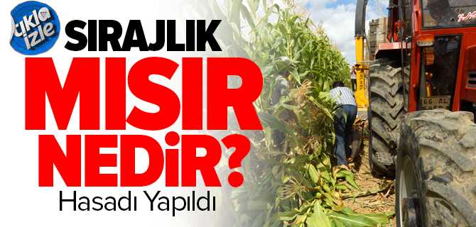 Sırajlık Mısır ve Soya Fasulyesi Hasadı Yapıldı