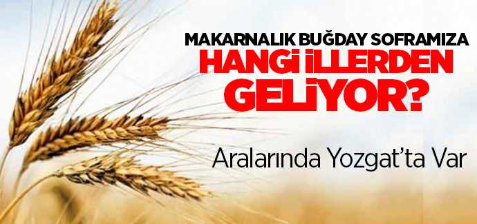 Makarnalık buğday sofralarımıza hangi illerimizden geliyor? 