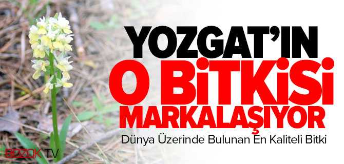 Akdağmadeni Belediyesi Adım Attı O Bitki Markalaşıyor