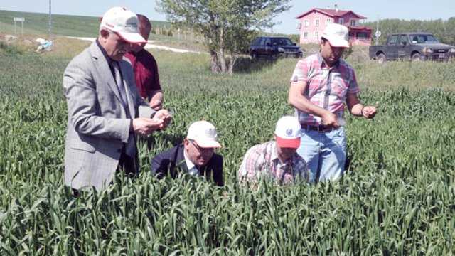 Süne İle Mücadelede 50 Bin Parazitoit Hububat Ekili Alanlara Bırakıldı