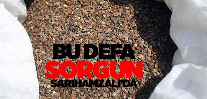 Sorgun Sarıhamzalı'da Karabuğday ekini yapıldı