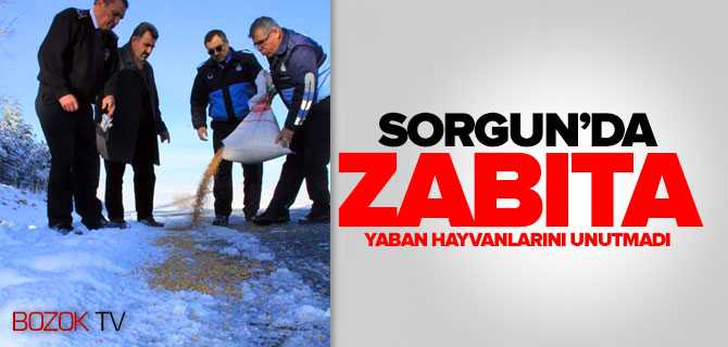 Sorgun Zabıtası Yaban Hayvanları İçin Doğaya Yem Bıraktı
