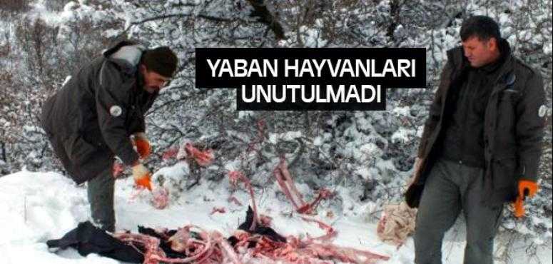 Yaban Hayvanları İçin Doğaya Yiyecek Bırakıldı
