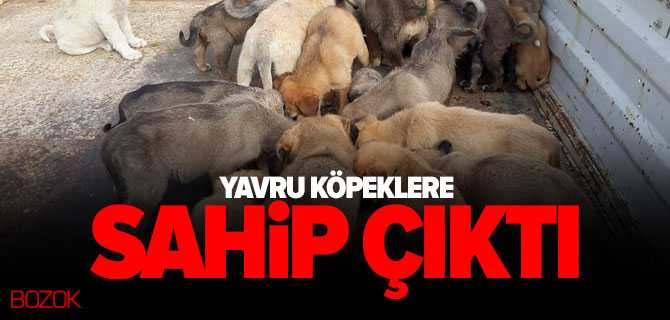 Yavru Köpeklere Sahip Çıktı