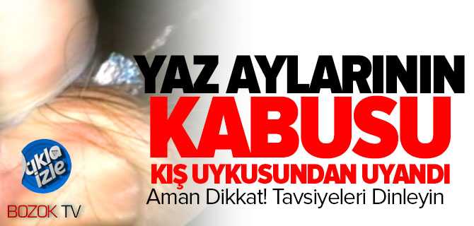 Yaz Aylarının Kabusu Kış Uykusundan Uyandı