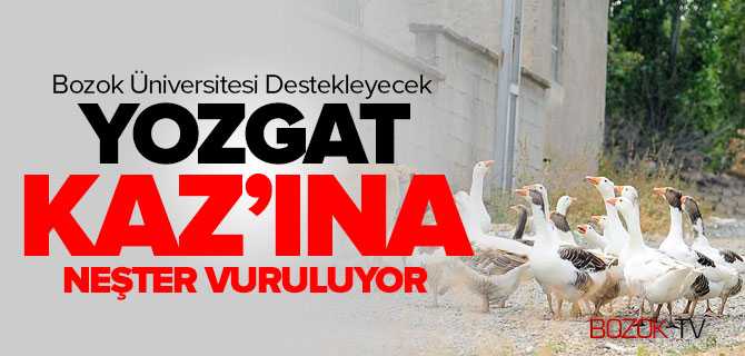 Yozgat Kaz'ına Neşter Vuruluyor