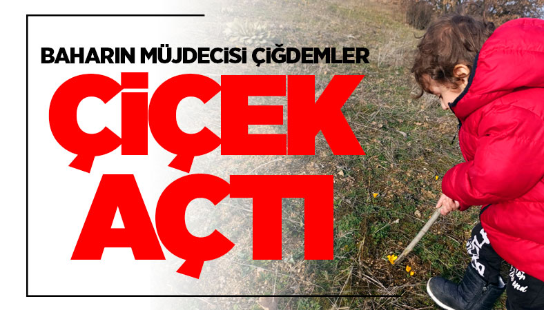 Baharın müjdecisi çiğdemler çiçek açtı